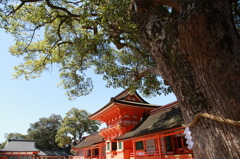 大樹と本殿