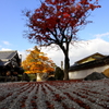 光明禅寺石庭