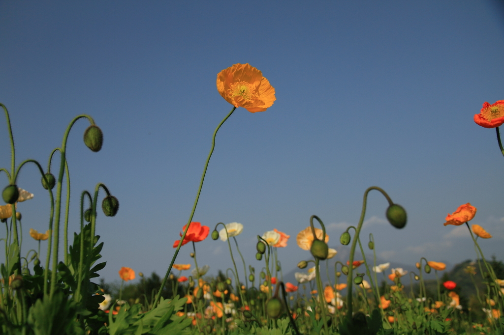ポピー３