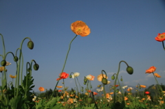 ポピー３