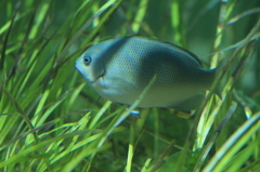 海きらら