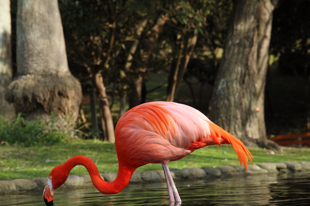 フラミンゴ