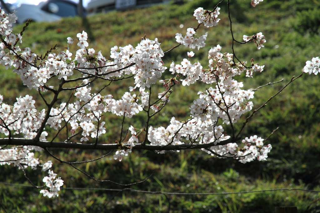 桜