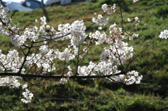 桜