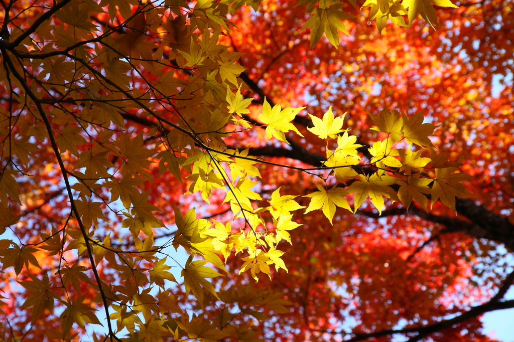 スポット紅葉