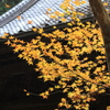 黄金の紅葉