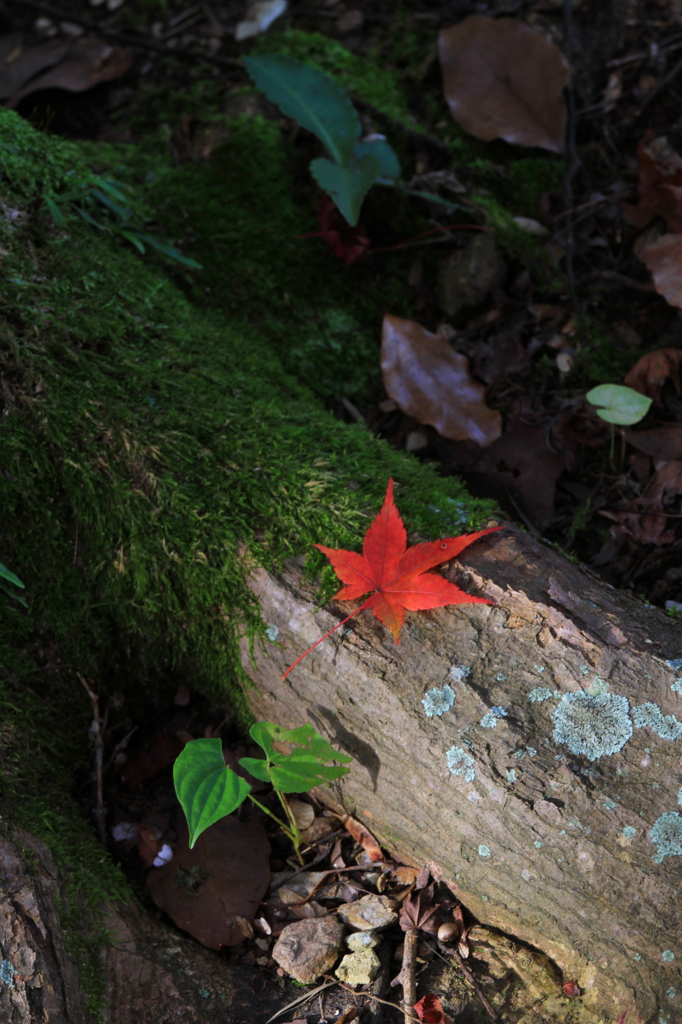 紅一点