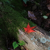 紅一点