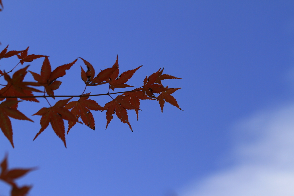 AKISORA