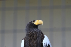 鷲