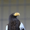 鷲
