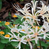 Yellow＆Wｈite