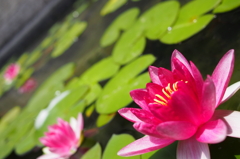 Nelumbo nucifera