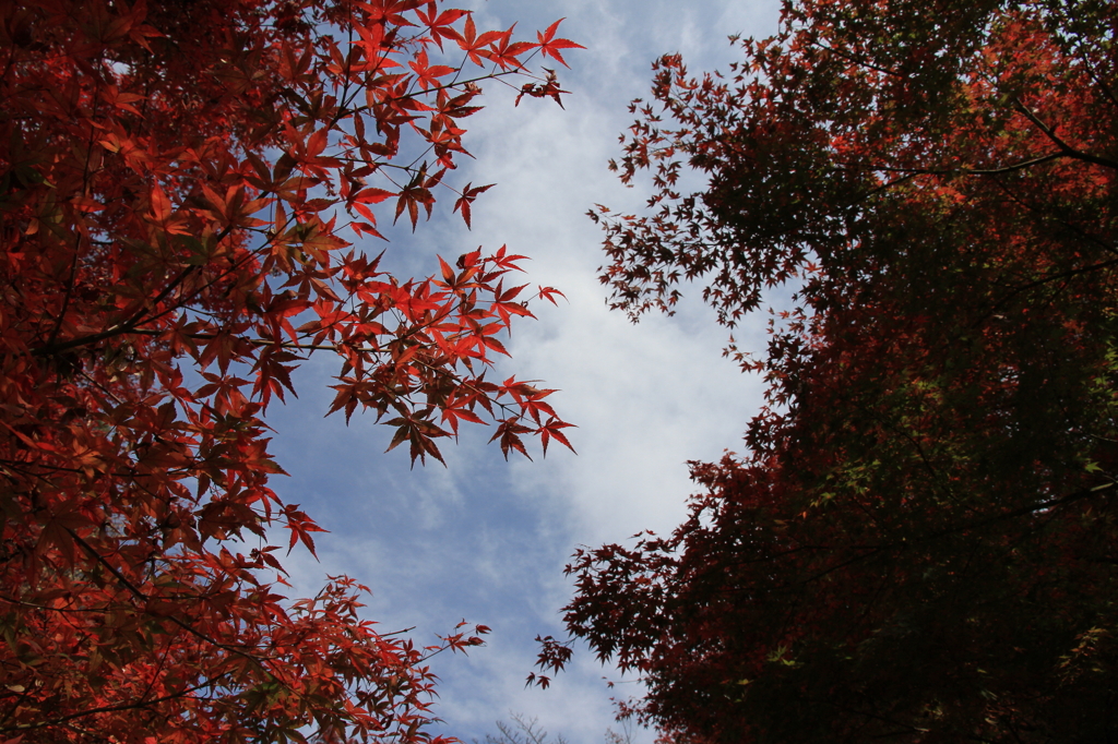 天空の紅葉