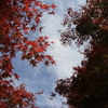 天空の紅葉
