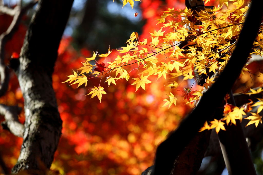 スポット紅葉３