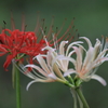 紅白彼岸花