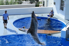 イルカジャンプ！