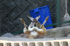 カンガルー