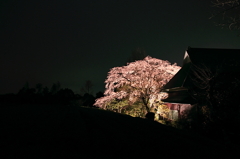 2010 SAKURA