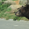 Bear2