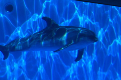 海きらら