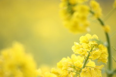 菜の花