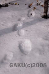でっかい熊
