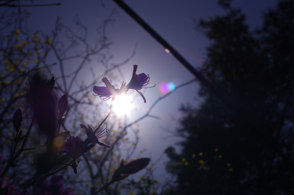 幻の蝶々