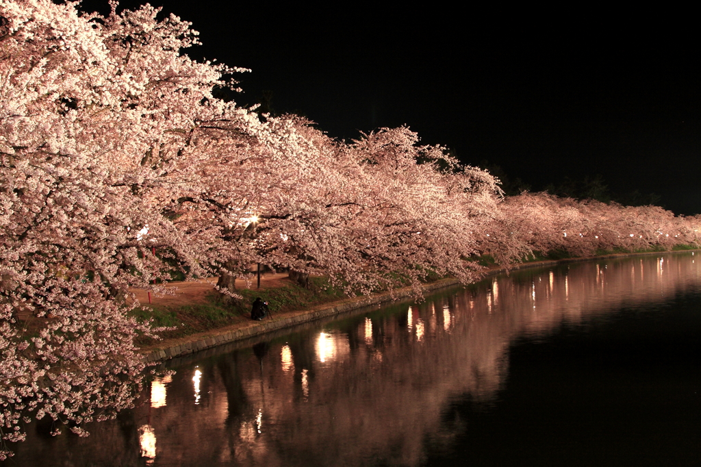 sakura in Hirosaki