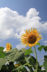 Last Sunflower