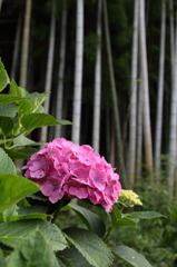 紫陽花