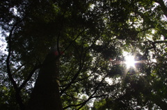 お伊勢さん内宮にて