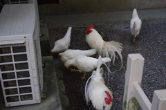 お伊勢さん内宮にて　3