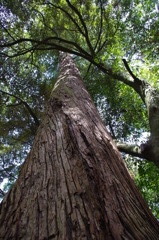 お伊勢さん内宮にて　2