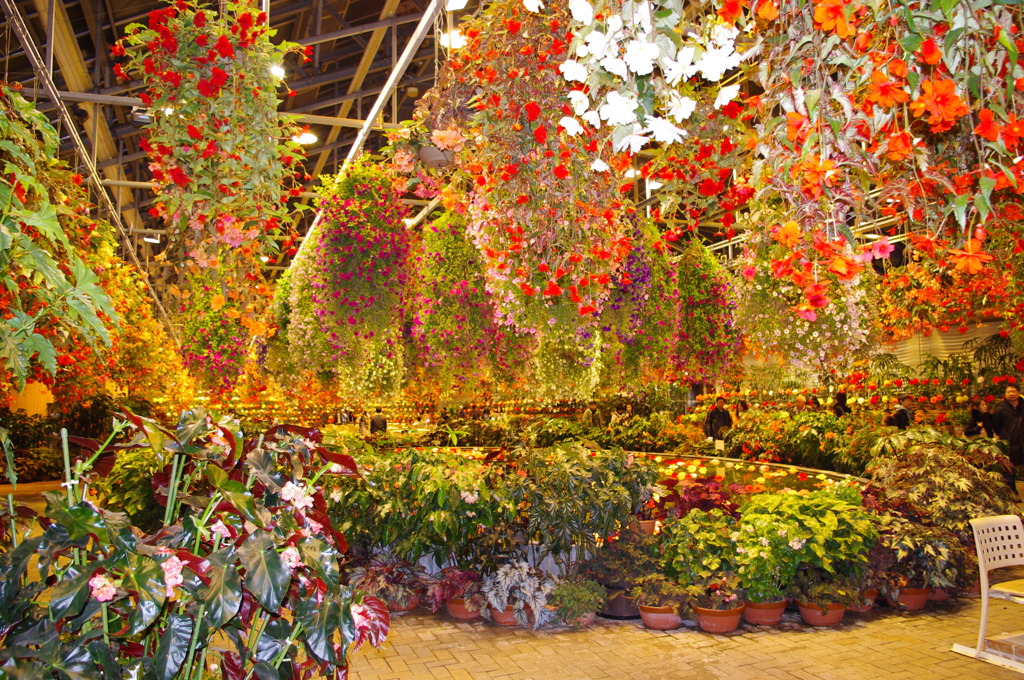 なばなの里　ベコニアガーデン