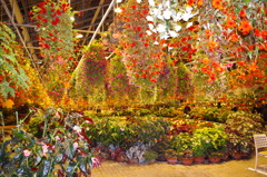 なばなの里　ベコニアガーデン