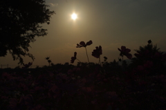 太陽とコスモス