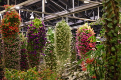 なばなの里　ベコニア館