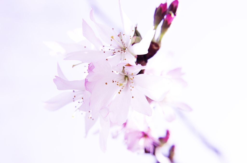 僕と花