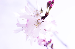 僕と花