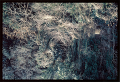 solitary