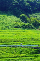 千早赤阪村