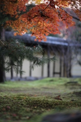 妙心寺庭