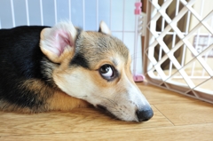 ねぐせ