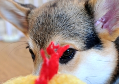 めらめら