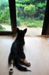 雨を眺める