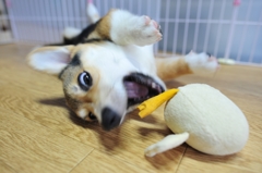 ひよちゃぁああん
