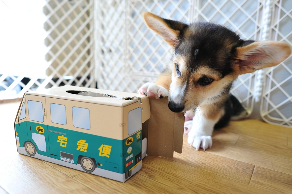 あれ？　ないぢょ
