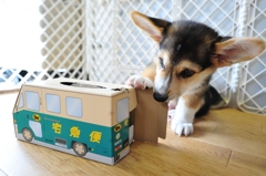 あれ？　ないぢょ